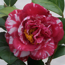 ɽ軨NѻܷNӻľNľNɽ軨ļ׷NN