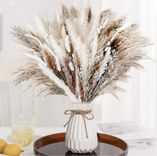 Amazon Hot Pp Reed Grass Small Reed Dried Flowers Rabbit Tail Grass Small Whisk Cross-border Supply bouquet Dried Flowers Wholesale