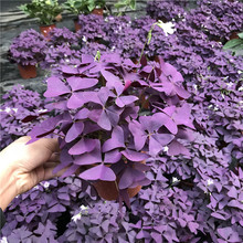 紫花酢浆草 紫花酢浆草品牌 图片 价格 紫花酢浆草批发 阿里巴巴