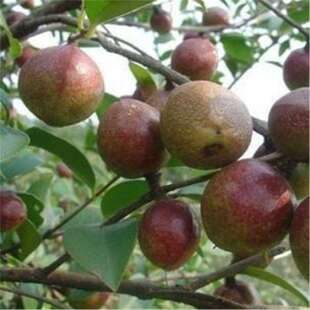 羳؛tͲNļ߮aͲNɽ軨NӴt