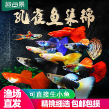 ��ȸ�Ꭷ�^�p�~�絭ˮ��ˮС��С�~���B�ͻ����B���~�Pβ���R���~