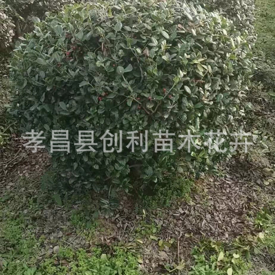 构骨冬青,构骨树,构骨(第5页)_大山谷图库