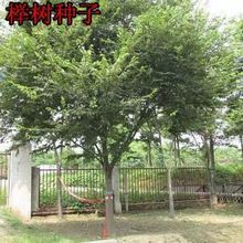 �Θ�N���²� С���� ���� �י� Ѫ�� ����ηN�Ӽt�Θ���ľ�N��