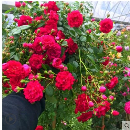 Двор Лучжоу-аромат Сладкое Красное Дерево Ароматная Рассада Горшечное Вьющее Растение Желтое Дерево Ароматное Белое Дерево Ароматная Рассада Цветет в этом году