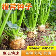 根芹种子芹菜种子四季根苗孑特色进口芹菜根栽培盆栽阳台蔬菜籽种