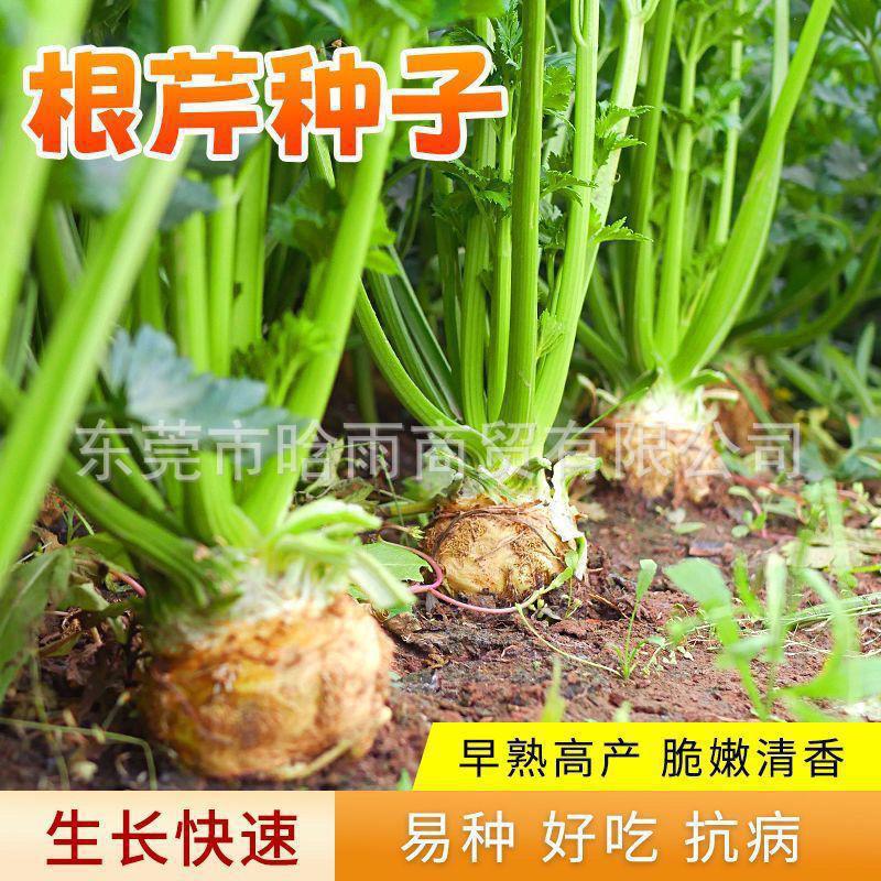 根芹种子芹菜种子四季根苗孑特色进口芹菜根栽培盆栽阳台蔬菜籽种