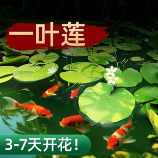һ�~ɏ��Ƽˮ��ֲ���~��ˮ���쾰��ɏ˯ɏ�������҃�С��ˮ�B