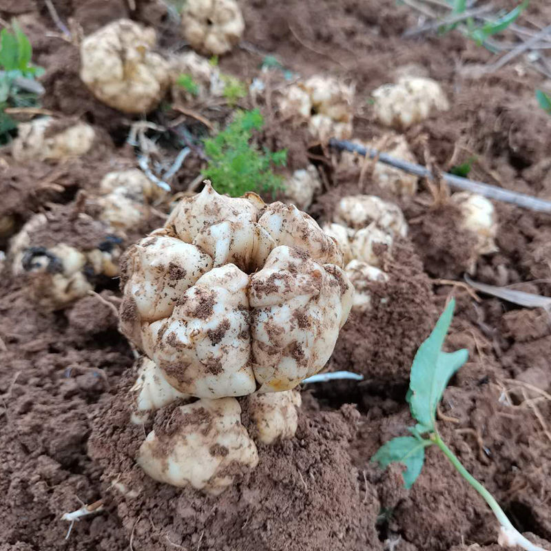 新鮮で食用効果のある薬用と食用の同型ユリ、採れたての硫黄不使用のほんのり苦い農家産の白いユリ|undefined
