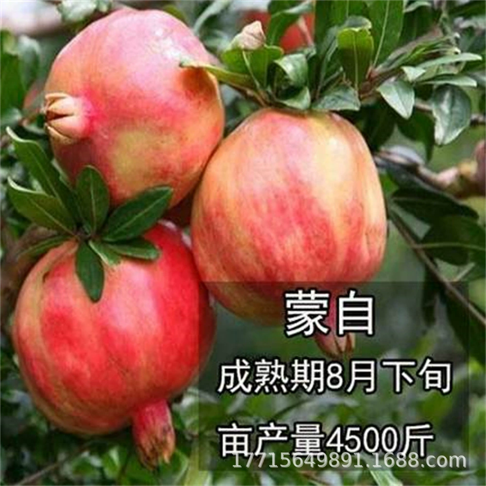 Тайшань саженец Красного граната Посадка в Южном и Северном дворе Посадка большой рассады бонсай Балконная прививка Результаты года