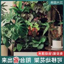 ���w�߲˷Nֲ���̨�Ԅӝ�ˮֲ����ܑ���ͥԺ�����ƄӾGֲ����