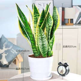 盆栽;种子;水生植物