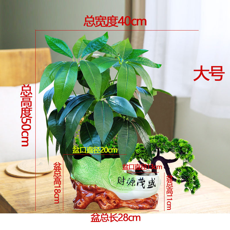 양배추 화분 돈나무 분재 대형