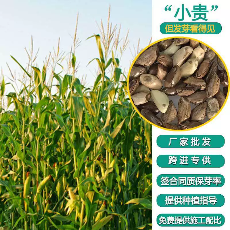 Прямые продажи от производителя: высококачественная кормовая трава, которую любят есть куры, утки, гуси, коровы и овцы, скидки при оптовых закупках, семена мексиканской травы-кукурузы.