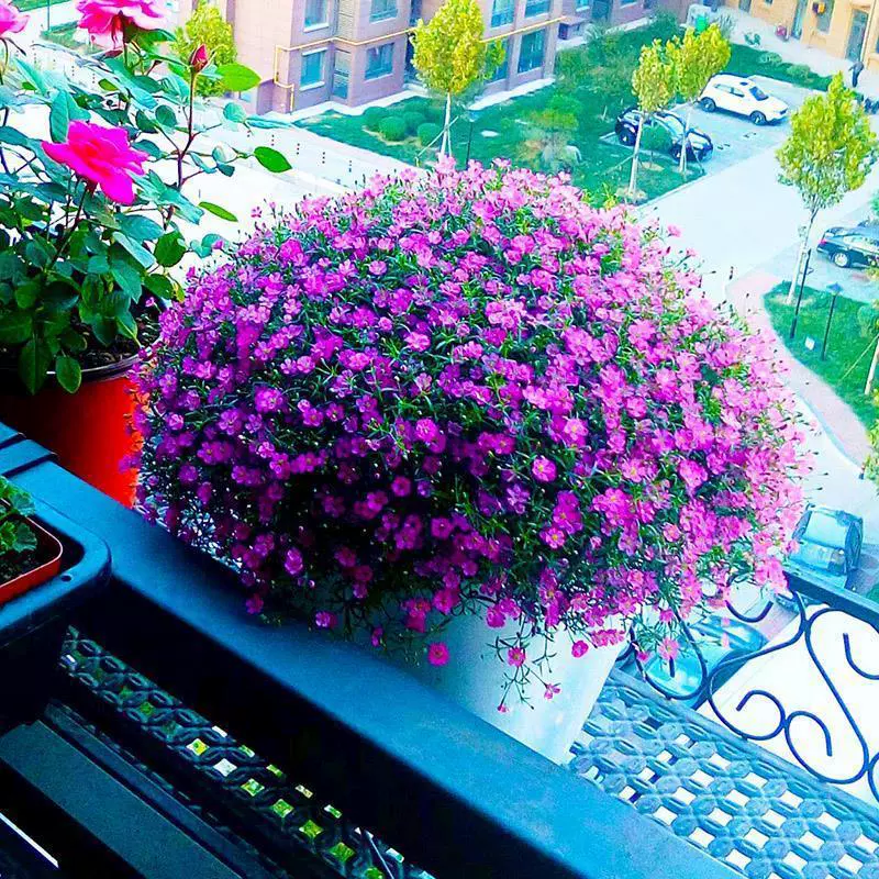 Легко выращиваемые семена звездного гипсофилы для всех сезонов, подходят для комнатных и уличных цветущих растений в горшках.