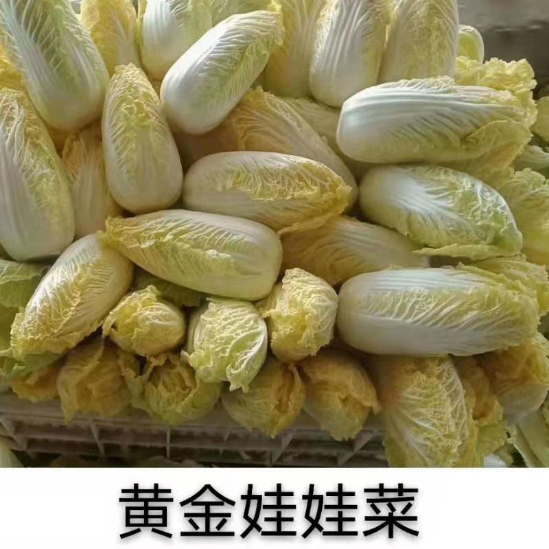 黄金娃娃菜种子 黄心白菜种子 大棵娃娃菜 菜种子 蔬菜种子 种子