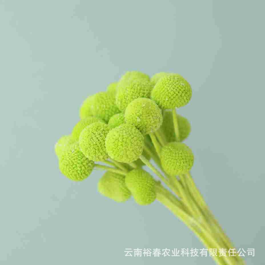 중간 과일 녹색 20개