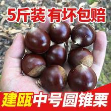 2025新鲜板栗生锥栗圆栗油栗毛栗子生尖毛栗野生农家建瓯特产5斤