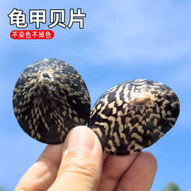 天然海螺贝壳龟甲贝片鱼缸水族拍摄造景地中海家居装饰收藏品摆件