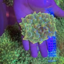 �ɹ�ɺ��С���~��ˮ���ֺ�������ӡ��ܛ�w���wѩ�����캣������