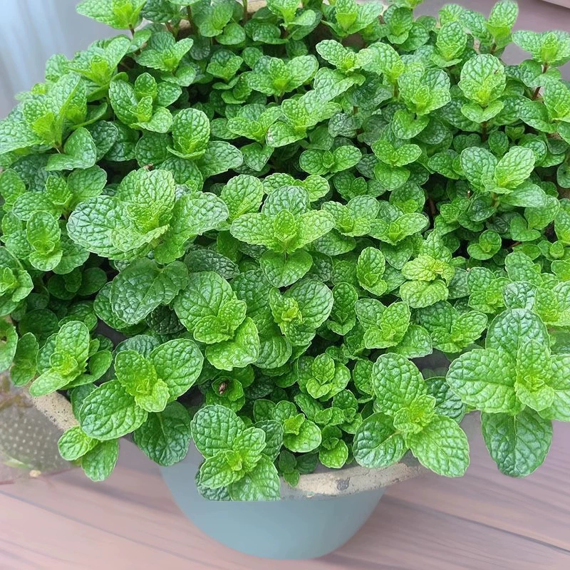 (Дропшиппинг) Мята, съедобные семена от комаров, четыре сезона, горшечная кошка, листья мяты, растение, легко выращивать, семена ванили