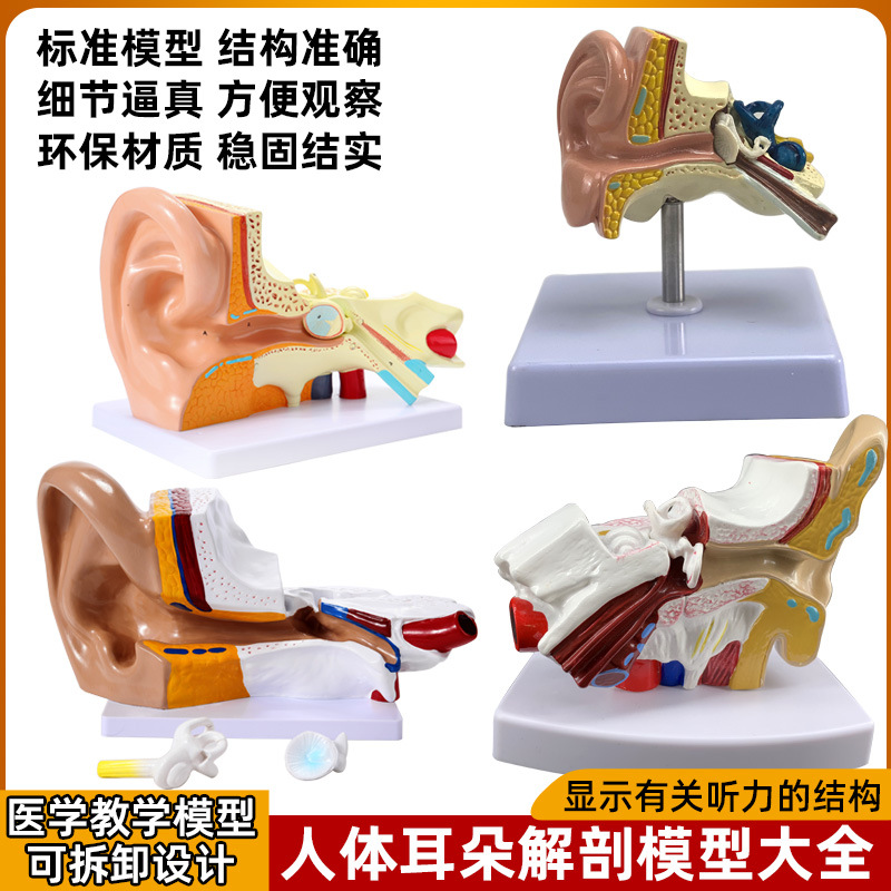 桌上型耳解剖模型 人體耳朵模型1.5倍放大 小型耳模型人體器官解