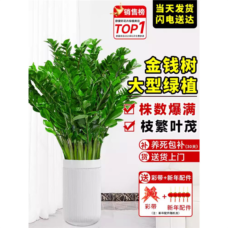 Money Tree Large Potted Plant for Living Room, Easy-To-Care-For Indoor Greenery for New House Move-In 1m Floor Plant