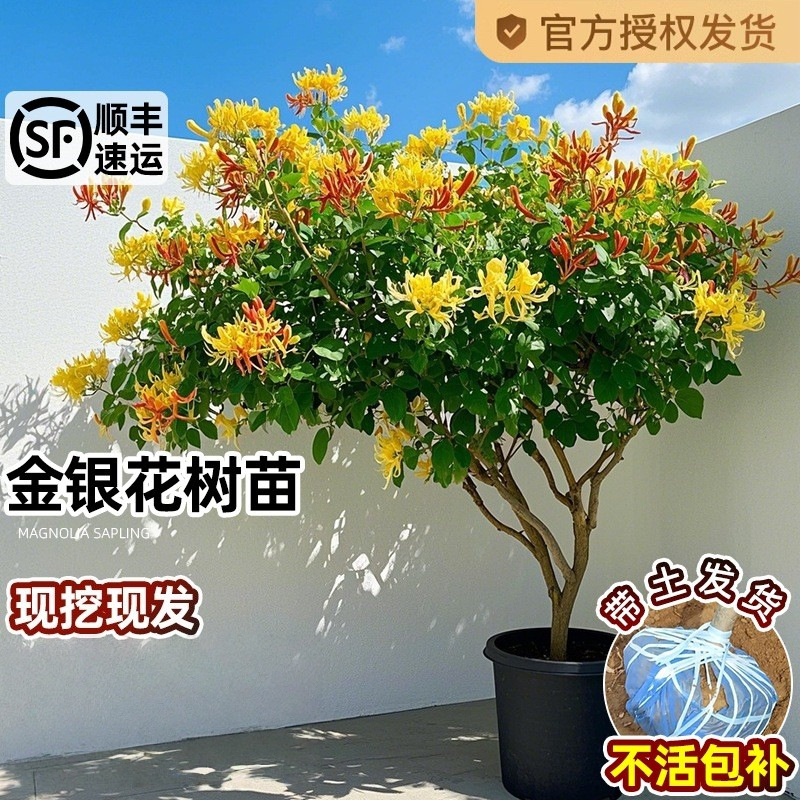 大苗可食用金银花树苗忍冬花卉盆栽植物老桩带花苞阳台庭院爬藤