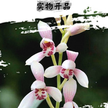 兰花苗建兰 玉白丹红 开花浓香好易养室内绿植花卉盆栽