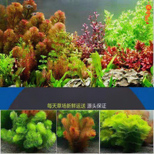 �~���쾰���wֲ��ˮ�����b���ˮ���к����o��ˮ���ײͺ��B���l