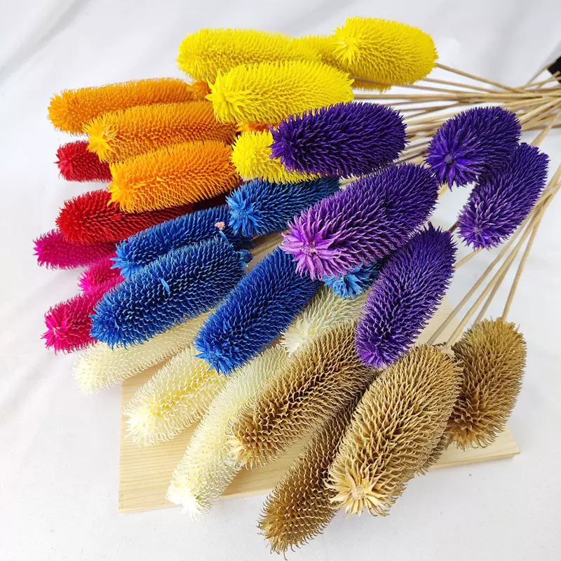 拉毛果干花永生花插花客厅装饰跨境直供Dipsacussativus真花