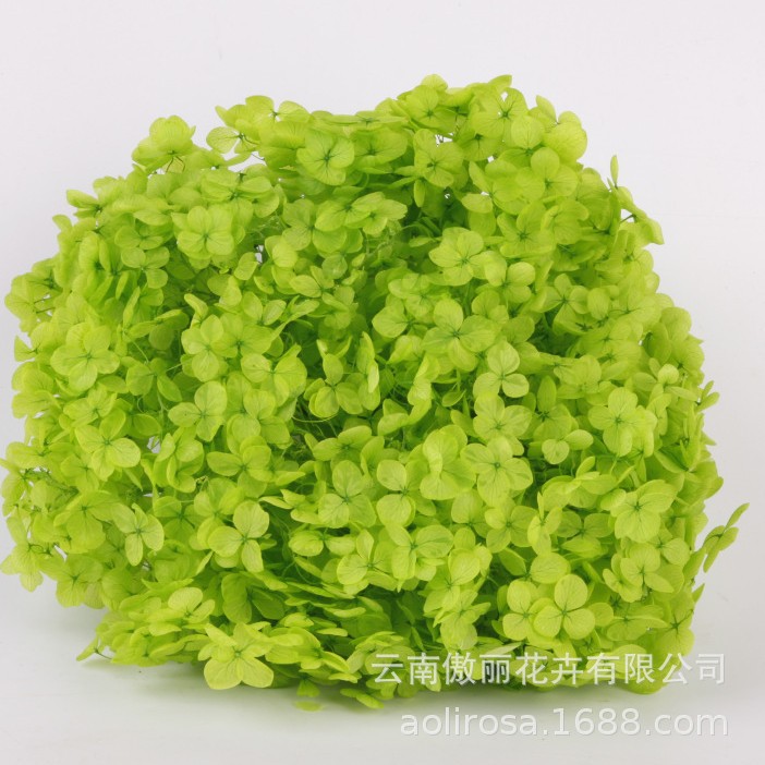 Grado A Anna Hortensia flor permanente flor seca Hortensia de hoja pequeña 20g Hortensia en caja fábrica al por mayor MATERIAL DE FLOR DE San Valentín