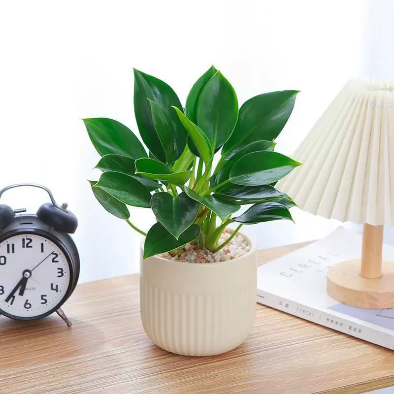 Зеленая растительность принцессы в горшке с золотым бриллиантом, офисный настольный листовой зеленый растительный материал, поглощает формальдегид и очищает воздух, растение с большими листьями