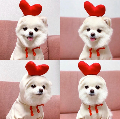 Pet Supplies Wholesale: Cute Cat and Small/Medium Dog Winter/Spring Shoes with Love