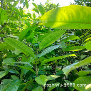 ����@��ֲ�� ֦����� ��Ƥ������ ֦�����K�� �ֲ� ��ľ����