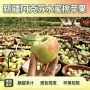 新疆阿克苏新鲜原产地水果