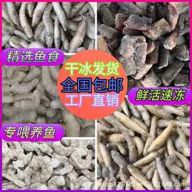 新鲜冻河白虾麦穗热带鱼食饲料地图鹦鹉银龙狗头河豚喂鱼的虾龙鱼