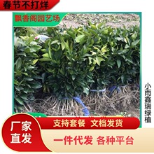 �t���˹�����Ʒ�N����48�t�������٘������ӹ�����������������