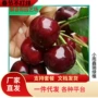 北方南方庭院盆栽树苗