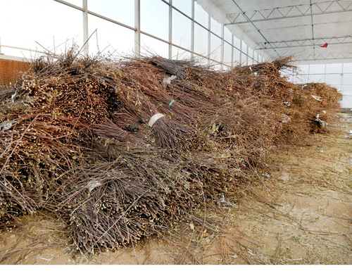 Amazon apple branch hamster rabbit guinea pig molar stick snack branch chewing wooden toy drying apple branch