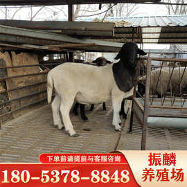 绵羊活体 小羊羔价格 黑头杜泊绵羊养殖养羊市场行情分析