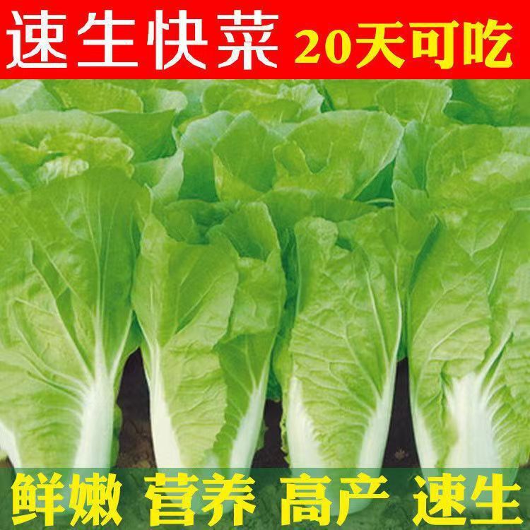 四季奶油快菜种子大全速生小白菜孑青菜种籽原装种子大全批发代发