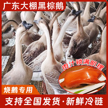 �Ե��ȵ����r�V�|�����Z �����Bֳ �F�� Ƥ������ ��ʽ���Z���l