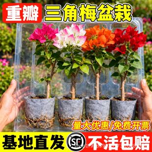 �ذ�����÷�����ļ��_��ԭ�������Ϙ��҃�����B�G��С������ֲ��