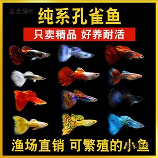 ��ȸ�~�^�p�~С�͵�ˮ���B���N�Pβ�t�G��̥���ᎧС�~�����̫��
