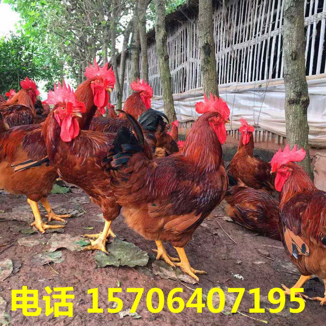 山东种鸡孵化场常年供应 红玉380鸡苗 活体大红公鸡苗 良凤鸡苗