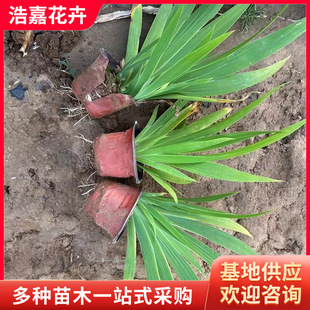 Aquatic Iris Seedlings, Park Courtyard Flower Bed Greening, Ornamental Flower Community Landscaping, Aquatic Beauty Banana Seedlings