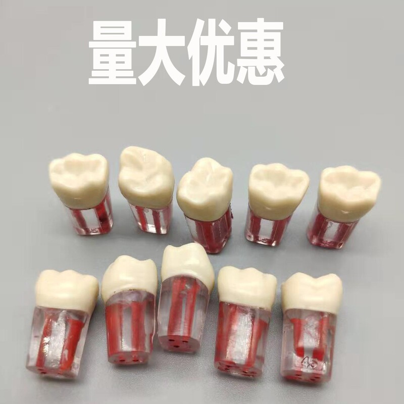 Dentist Examination Exercise Dental Open Pulp Dental Granules Root Canal Model Isolated Pulp Cavity Dental Granules Root Filling Exercise Dentist Examination Exercise Dental Open Pulp Dental Granules Root Canal Model Isolated Pulp Cavity Dental Granules Root Filling Exercise