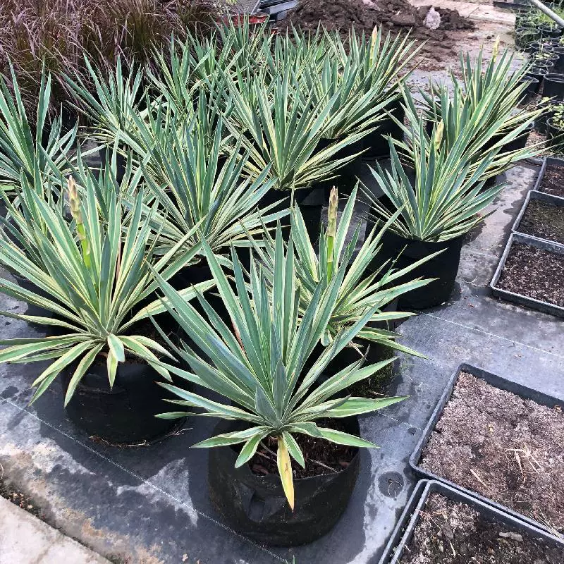 Пномпень Растения в горшках Засухоустойчивые и солнцезащитные песчаные цветы Зеркальные растения Агава Вилла Балкон Двор Цветочное зеркало Озеленение