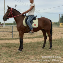 出售骑乘马婚庆用马 骑乘马品种马价格 马匹饲养条件