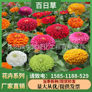 Wholesale Grass Flower Seeds, Zinnia Seeds, Zinnia Flower Seeds, Four-Season Flowering Zinnia Mixed Color Outdoor Flower Sea Easy to Grow